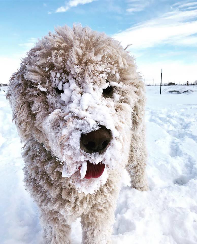 Mabel playing in the snow in Prosser. Jennifer McMurtrey.jpg